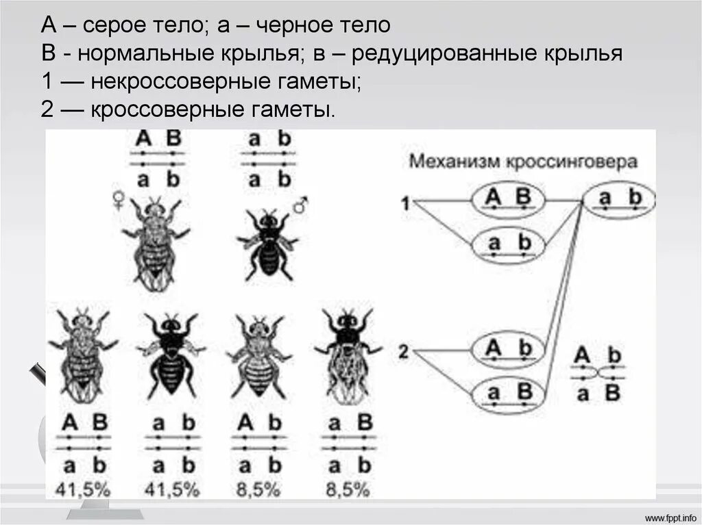 Сцепленное наследование мухи дрозофилы. Сцепленное наследование генов схема. Закон Моргана о сцепленном наследовании схема. Схема сцепленного наследования признаков. Теория сцепленного наследования