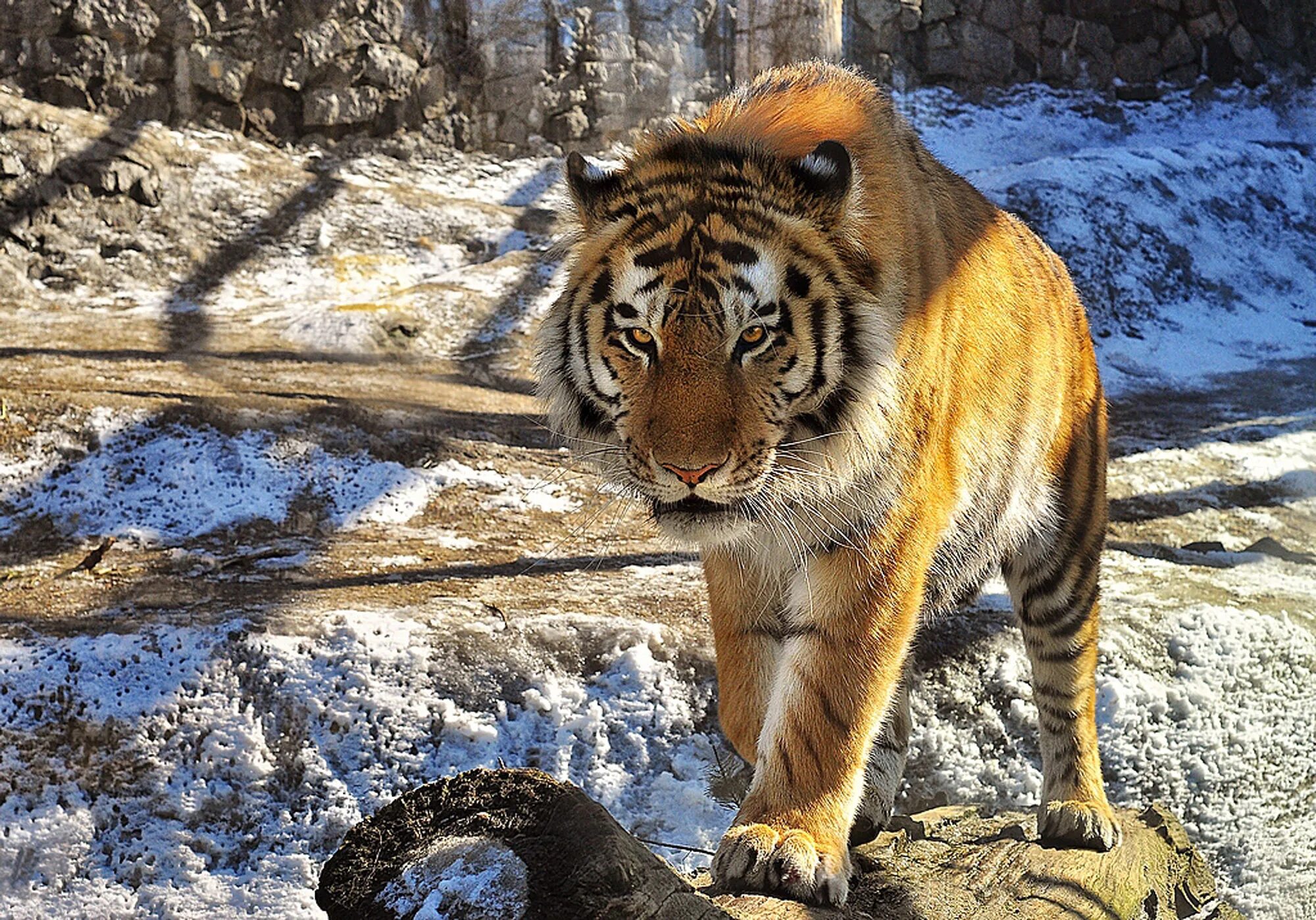 уссурийский тигр. день тигра владивосток плакат. амурский тигр 2023. амурский тигр 2023. тигр в тайге.
