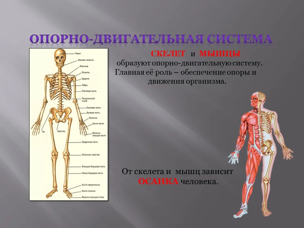 Анатомия опорно двигательная система скелет. Опорно-двигательная система (скелет,конечности,череп). Система органов опоры и движения. Опорнодвиготелно система. Роль опорно двигательной системы 3 класс