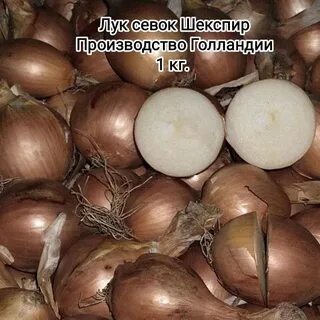 Озимый лук на перо
