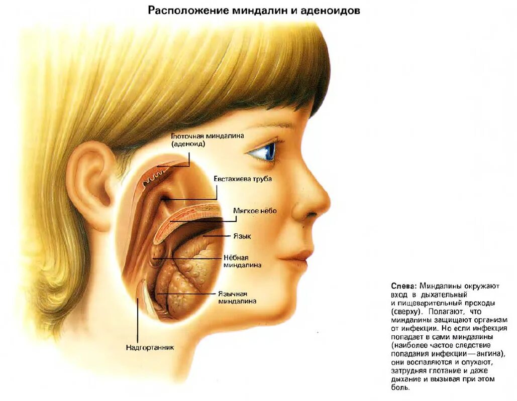 глоточная миндалина атлас.