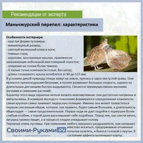 Перепелка характеристика. Перепелка характеристика. Доклад о перепелке. Перепел описание. Характеристики пород перепелов таблица.
