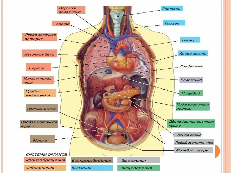 Органы человека схема с названиями