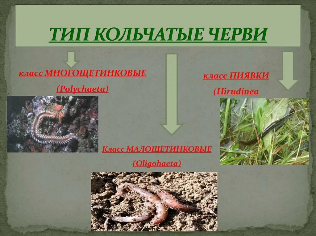 Тип кольчатые. Тип кольчатые черви 7 класс биология. тип кольчатые черви класс малощетинковые черви презентация. малощетинковые кольчатые черви 7 класс биология. тип кольчатые черви червей 7 класс биология.