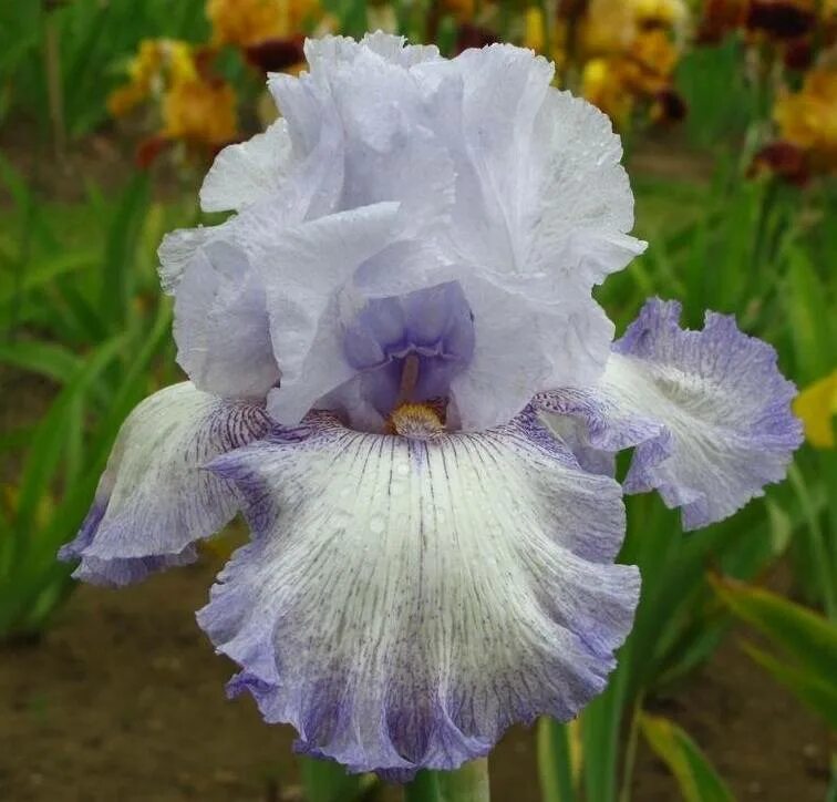Ирис бородатый джордж спект. Ирис бородатый. Ирис penguin party ( t. Ирис германский wabash. Ирис сорт вабаш.