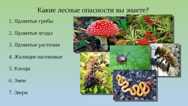 Лесные опасности грибы 2 класс. Лесные опасности 2 класс змеи. Лесные опасности грибы 2 класс окружающий мир. Лесные опасности ядовитые растения. Урок лесные опасности окружающий мир 2 класс