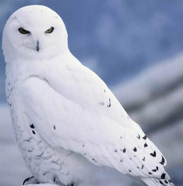 Бел сова 2. Полярная сова в арктике. Полярная сова самка. Полярная сова харп. Хвост белой совы.