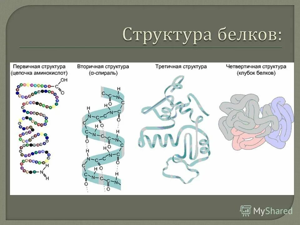 Днк какая форма. Структура белковой молекулы схема. Первичная вторичная третичная структура белка. Схема первичной и вторичной структуры белка. Первичная структура белка вид структуры.