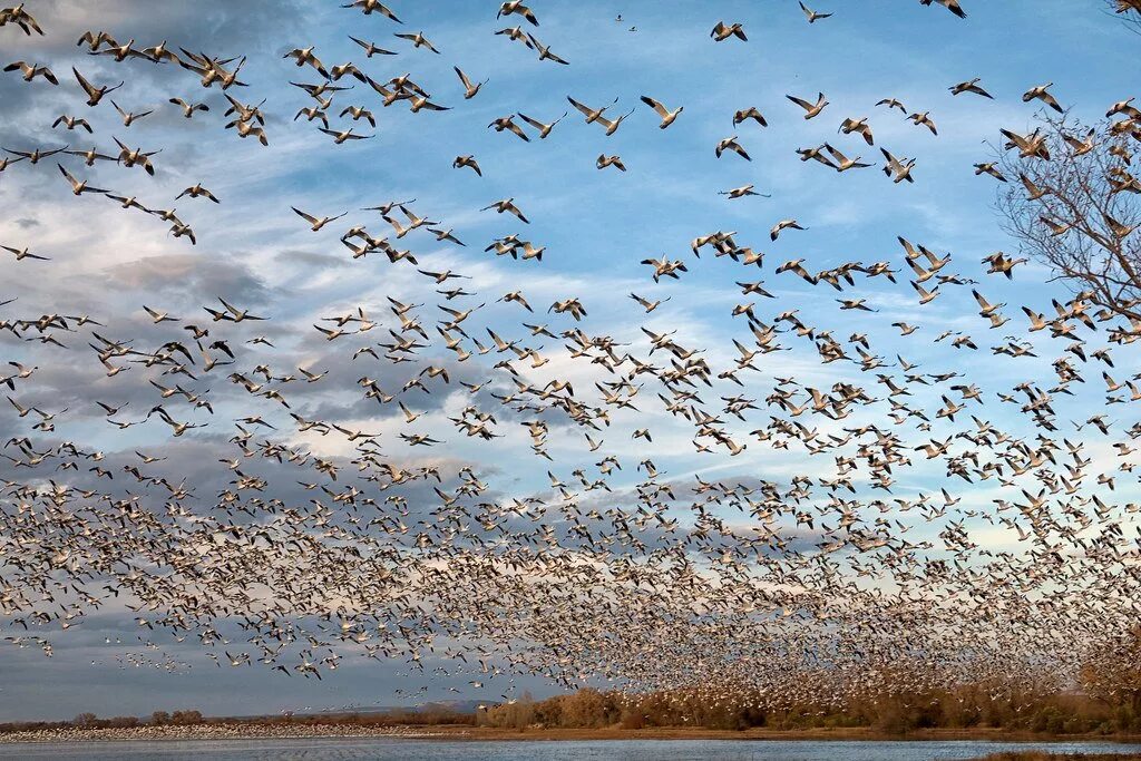 Миграция перелетных птиц. Стая перелетных птиц. Много птиц. Мигрирующие птицы.