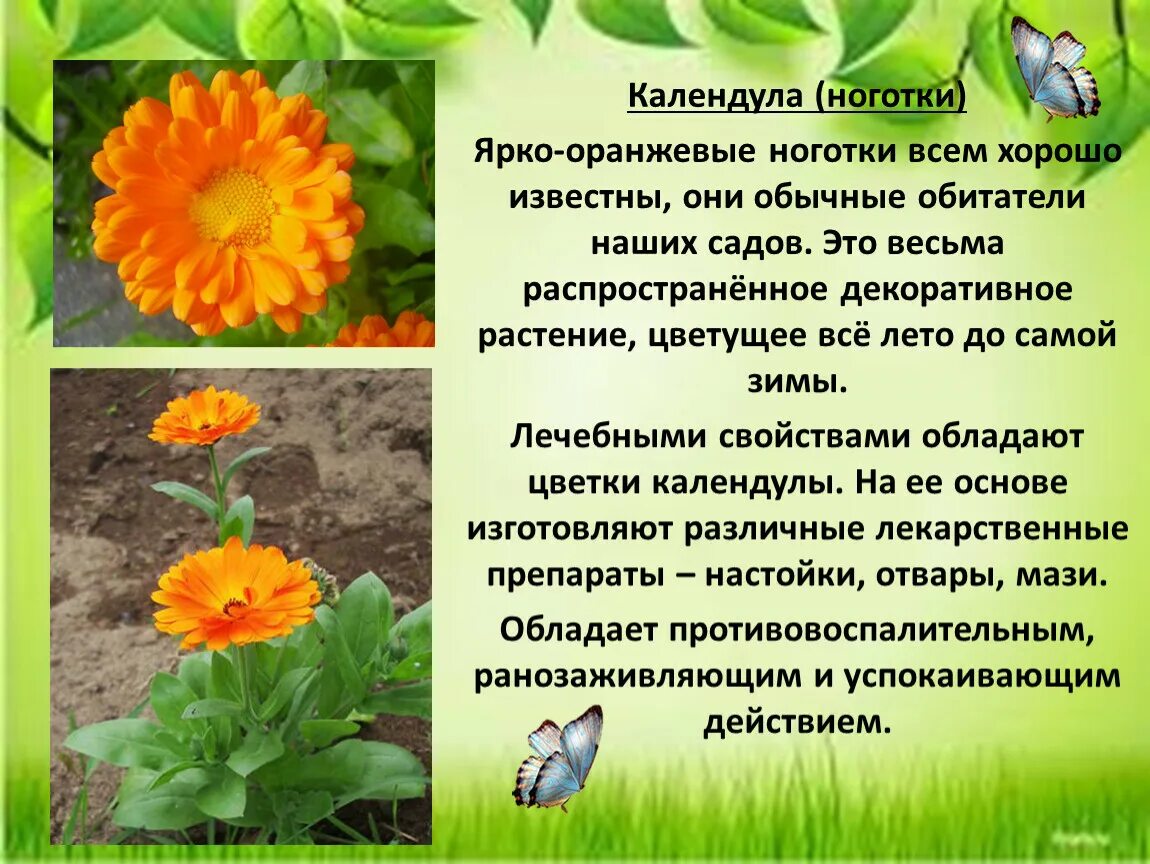 Календула лекарственная ноготки. Цветки календулы польза и вред. Календула целебные свойства. Целебные свойства ноготки календула. Лекарственные растения календула.