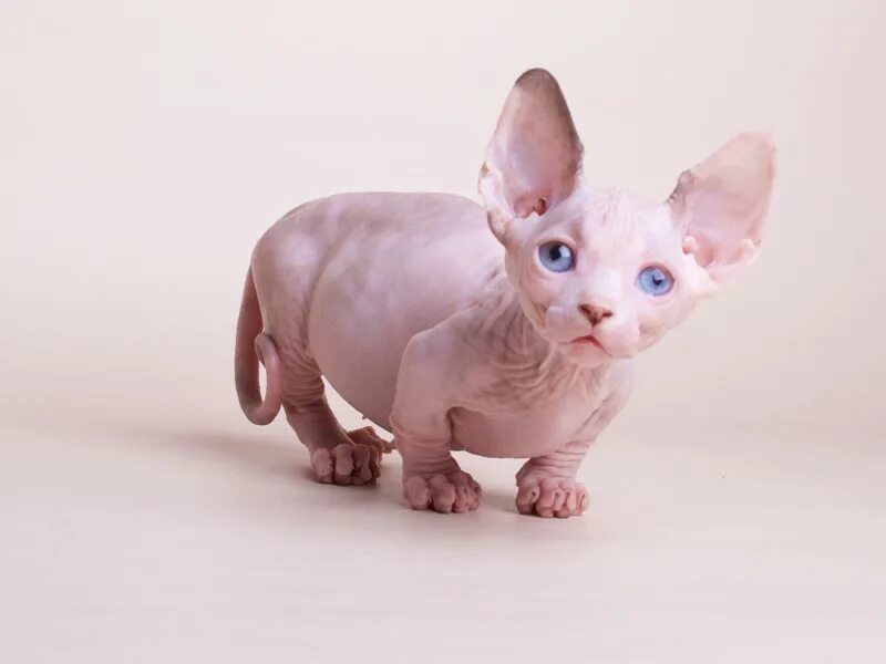 манчкин сфинкс. сфинкс кошка породы бамбино. канадский сфинкс бамбино. кошки сфинксы бамбино. коротколапый сфинкс.