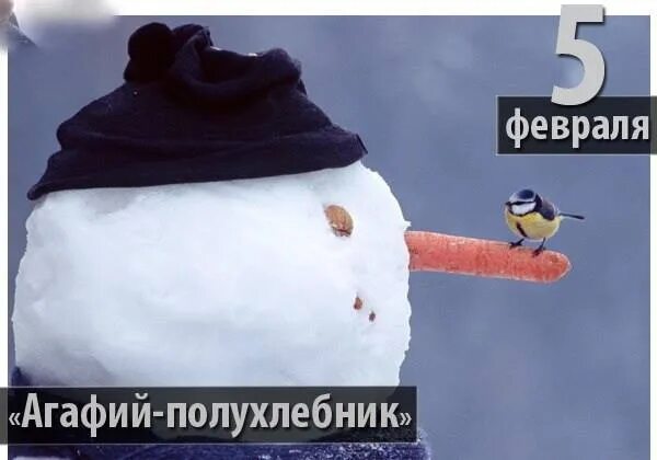 Февраль однако. Холодно прикол. Юмор про морозные дни. Агафий полухлебник 5 февраля. Кот на окне зима.