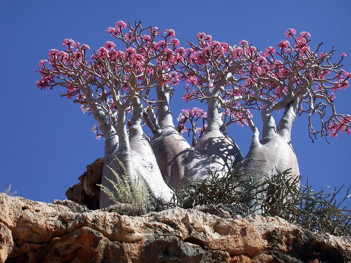 Редкое дерево растущее. Архипелаг Сокотра Йемен. Бутылочные деревья острова Сокотра. Эндемик-дерево острова Сокотра.