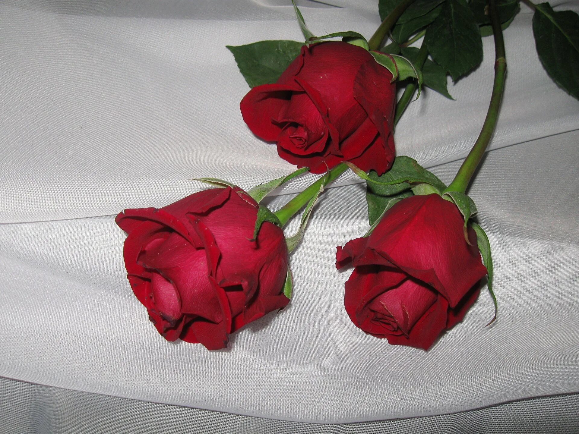 Розы 3 цветка. Три розы. Розы 3 штуки. Цветы три розы. Три красные розы.