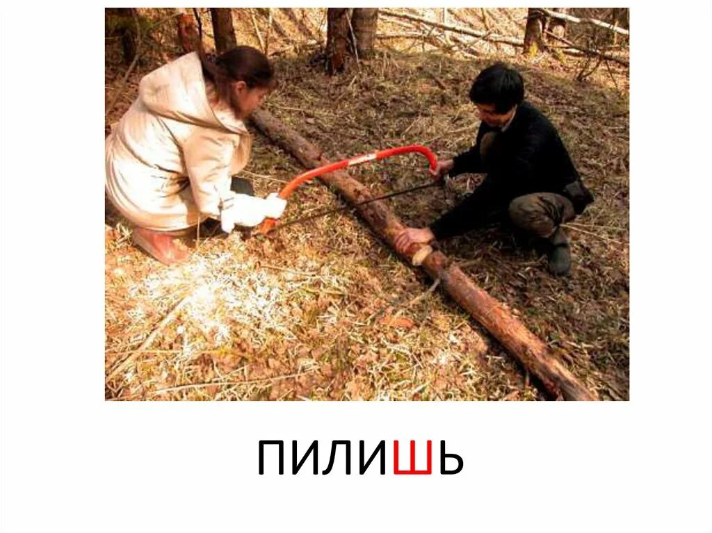 Спил дерева бензопилой. Приспособление для циркулярной пилы для ровного распила. Бензопила дерево. Пиление дров бензопилой. Пила пилит дерево.