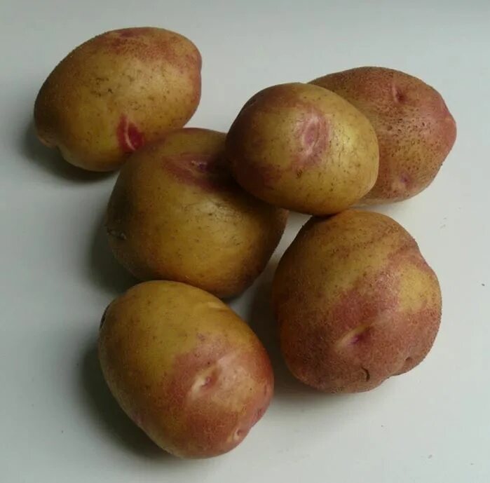 Семенной картофель в бабяково