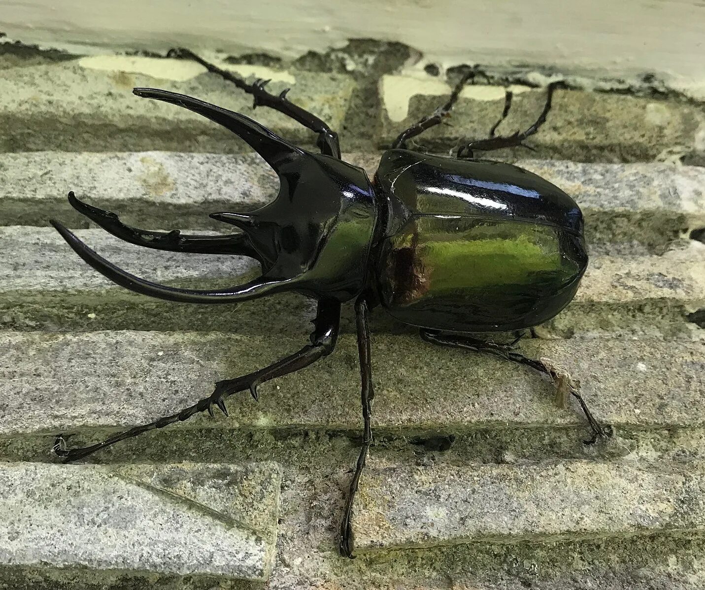 Giant Atlas Beetle Beautiful bugs, Beetle, Bugs and insects