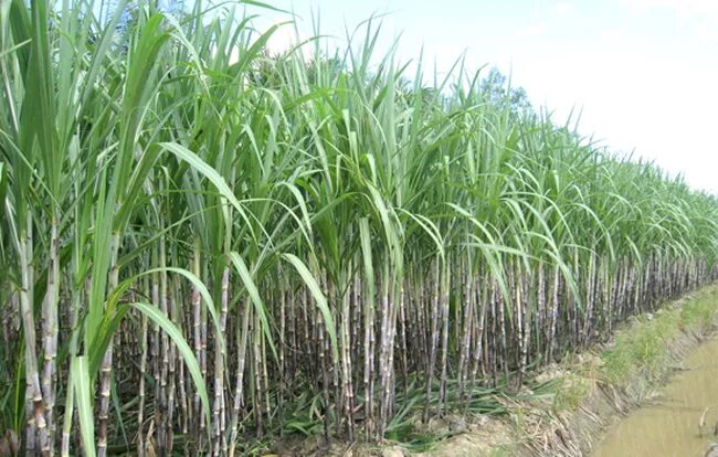 Сахарный тростник. Сахарный тростник культивируемый. Барбадос сахарный тростник. Сельскохозяйство Египта сахарный тростник. Страны выращивающие сахарный тростник
