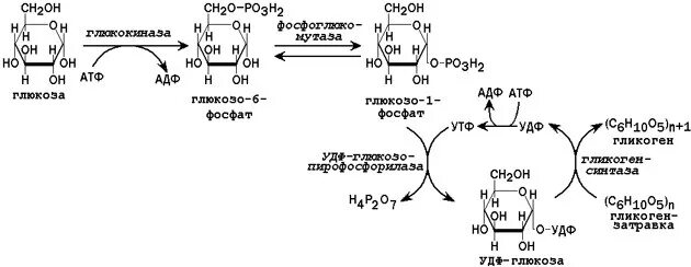 Биосинтез гликогена. Синтез гликогена биохимия схема. Синтез гликогена в печени схема. Схема синтеза гликогена из Глюкозы. Схема синтеза гликогена с ферментами.