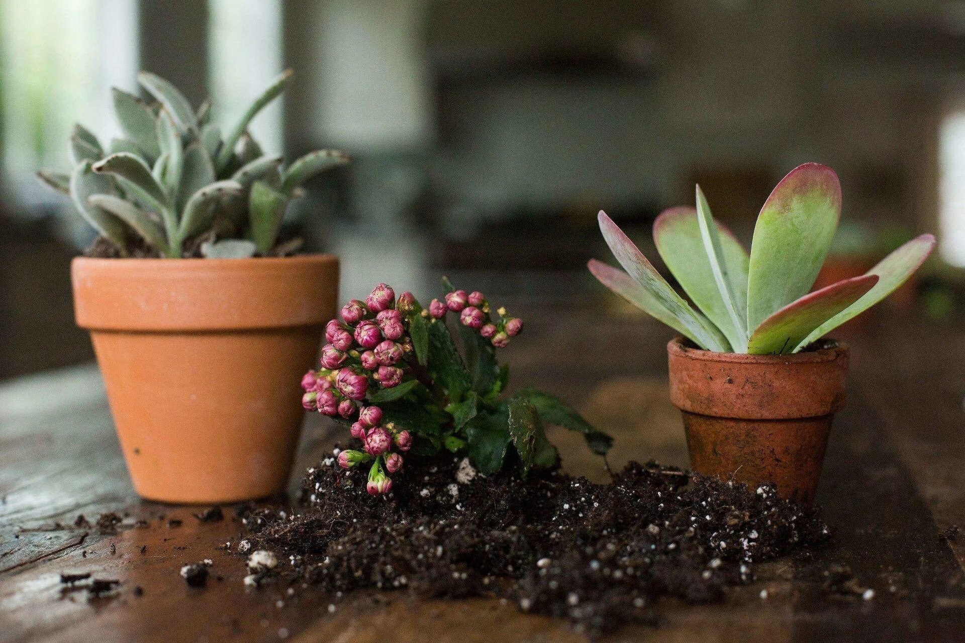 Kalanchoe luciae. Kalanchoe tomentosa. Kalanchoe tomentosa three. Пересадить суккулент. Как пересадить цветок каланхоэ