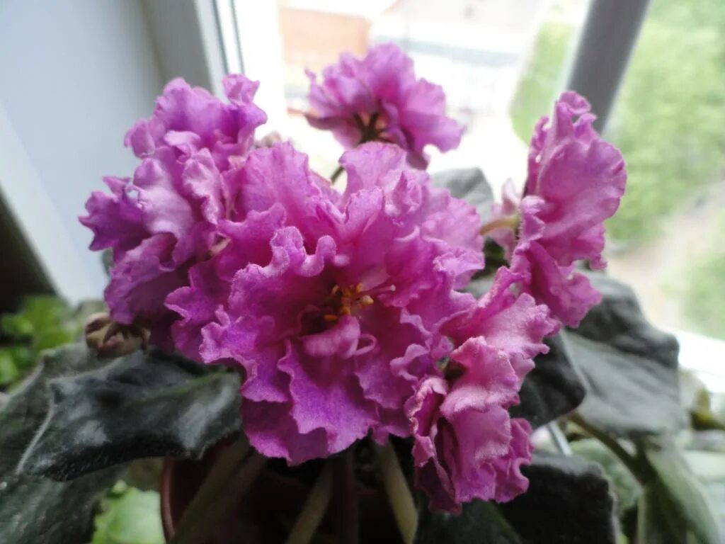 сенполия ек богиня красоты. фиалка сорт богиня красоты. фиалка ле богиня красоты. фиалка богиня красоты. ек королева красоты фиалка.