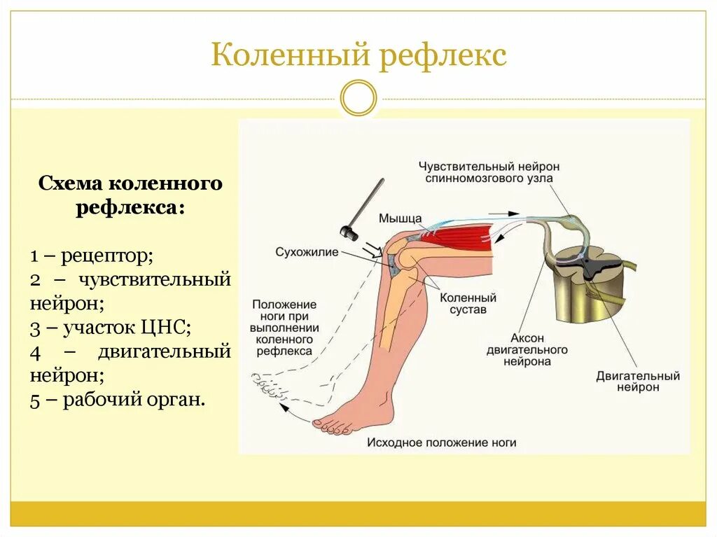 Работа коленного рефлекса