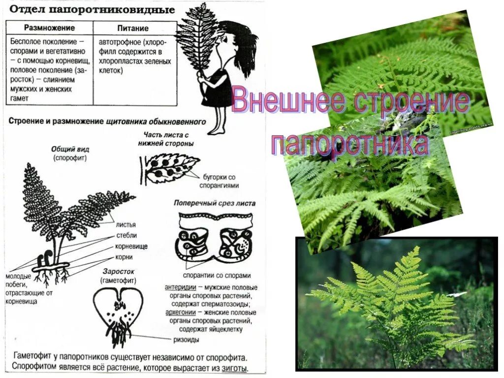 Внешнее строение папоротника. Отдел папоротники строение. Отдел папоротниковые строение. Отдел Папоротниковидные 7 класс.