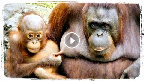 Моя жизнь до психотерапии видео с обезьяной
