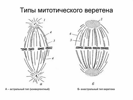 Схема веретена