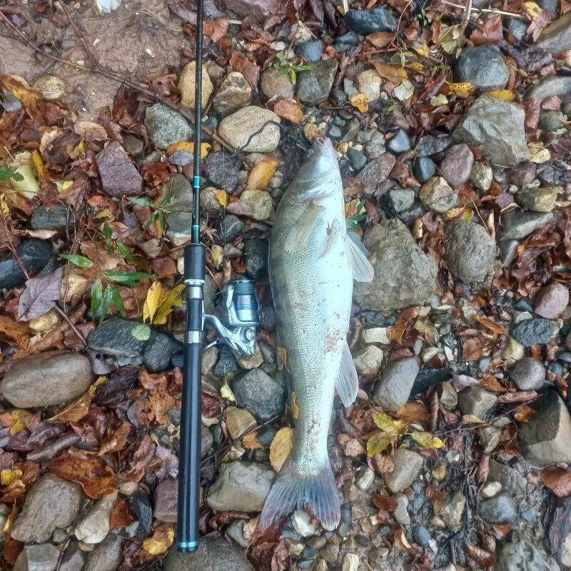 донка для рыбалки. рыбалка в таганрогском заливе. остров малый высоцк. голавль маленький. русфишинг вести с водоемов водохранилище рузское.