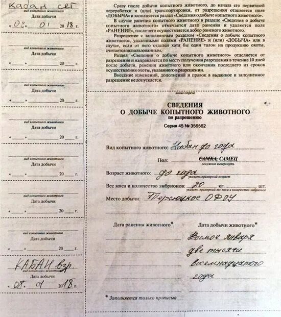 Разрешение на добычу копытных. Заполнение разрешения на добычу копытных животных. как правильно заполнить разрешение на добычу копытных животных. образец заполнения разрешения на добычу копытных животных. лицензия на добычу копытных.
