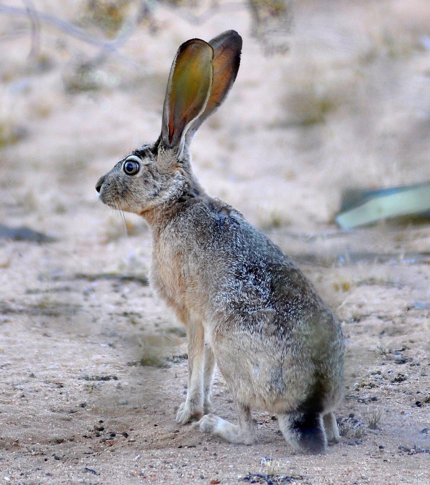 Заяц Русак (Lepus europaeus). Заяц Русак Белогорье заповедник. Толай Беляк Русак. Чернохвостый калифорнийский заяц. Цвет шерсти зайца