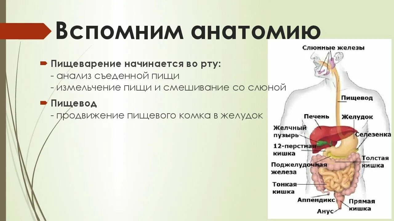 Отделы пищеварительной системы ферменты. Крупные железы пищеварительного тракта. Роль пищеварительных желёз в пищеварении. Анатомия и физиология пищеварительных желез. Пищеварительные железы человека анатомия.