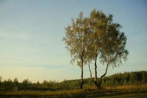 Береза дерево ветра оно легкое подвижное