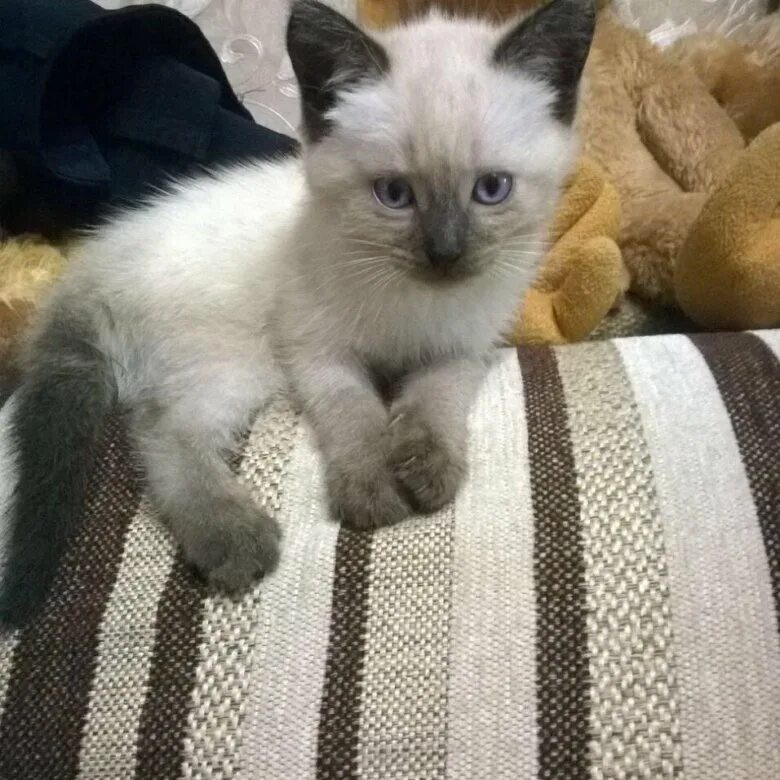 Кошка фото авито. Усатые полосатые чебоксары. Кошка фото авито. Кошка фото авито. Сиамский котенок авито.