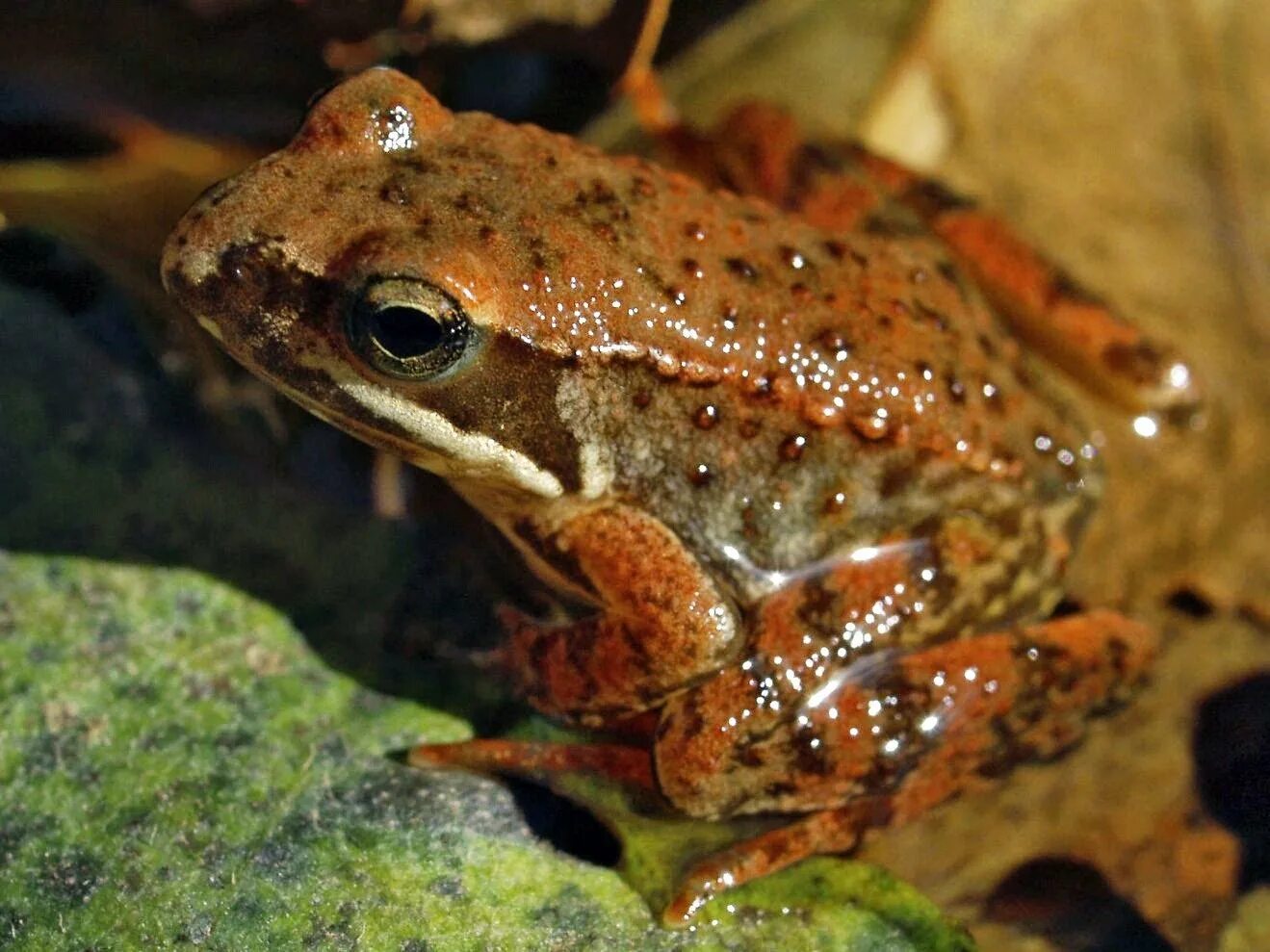 Остромордая Болотная лягушка. Бурая жаба Bufo guttata. Остромордая лягушка (Rana arvalis). Остромордые лягушки самка. Лягушка беспозвоночная