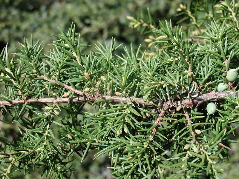 Juniperus. Другие виды / Российское общество селекции и интродукции хвойных