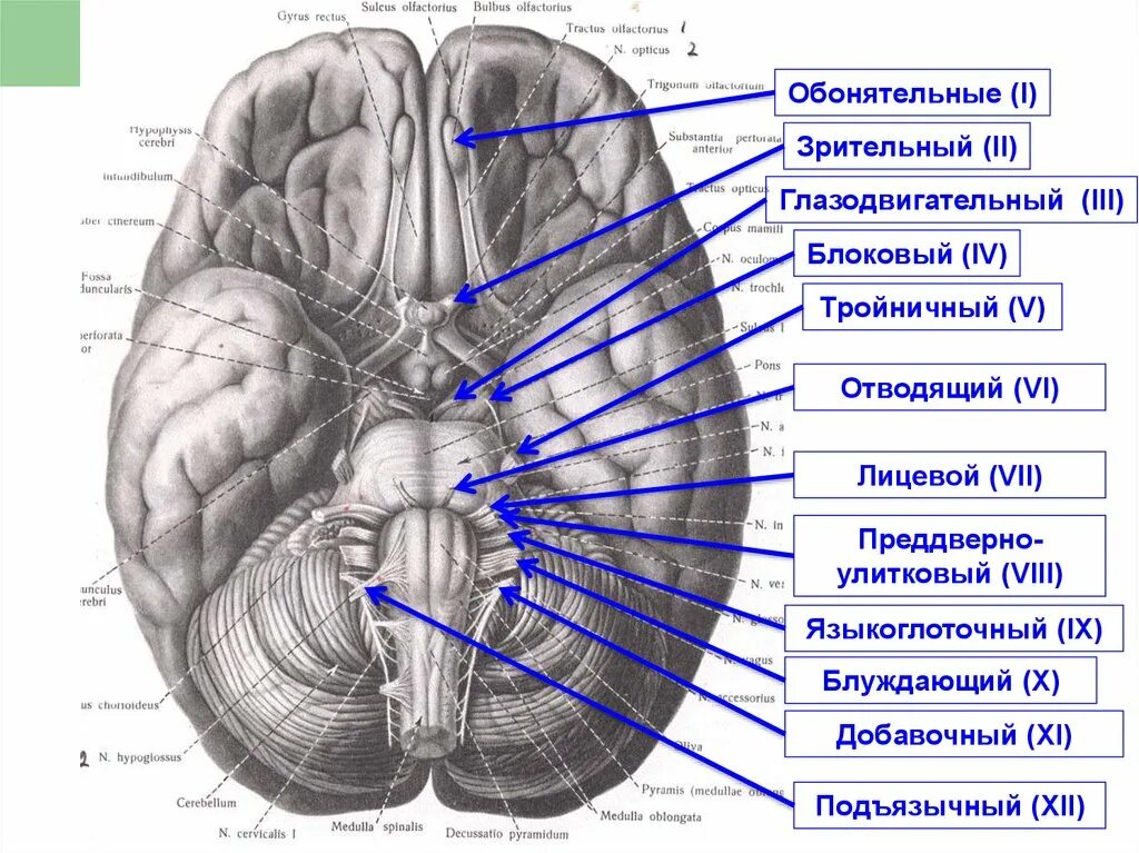 Мосто-мозжечковый угол анатомия. Глазодвигательная борозда анатомия. Основание мозга. Головной мозг.