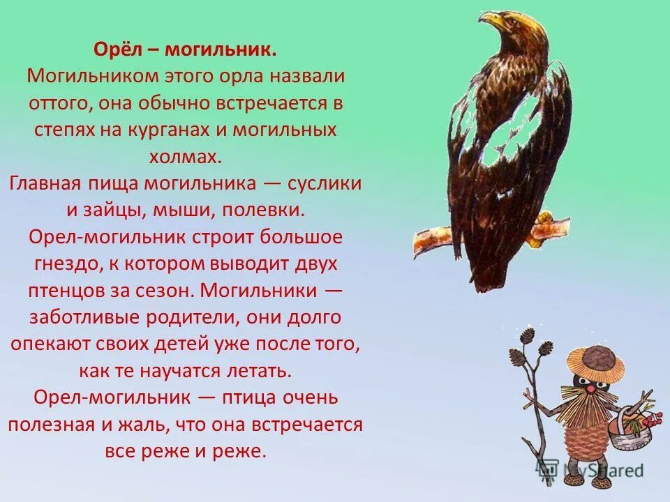 орел могильник описание. могильник птица орлы. описание могильника. описание могильника. могильник (aquila heliaca).