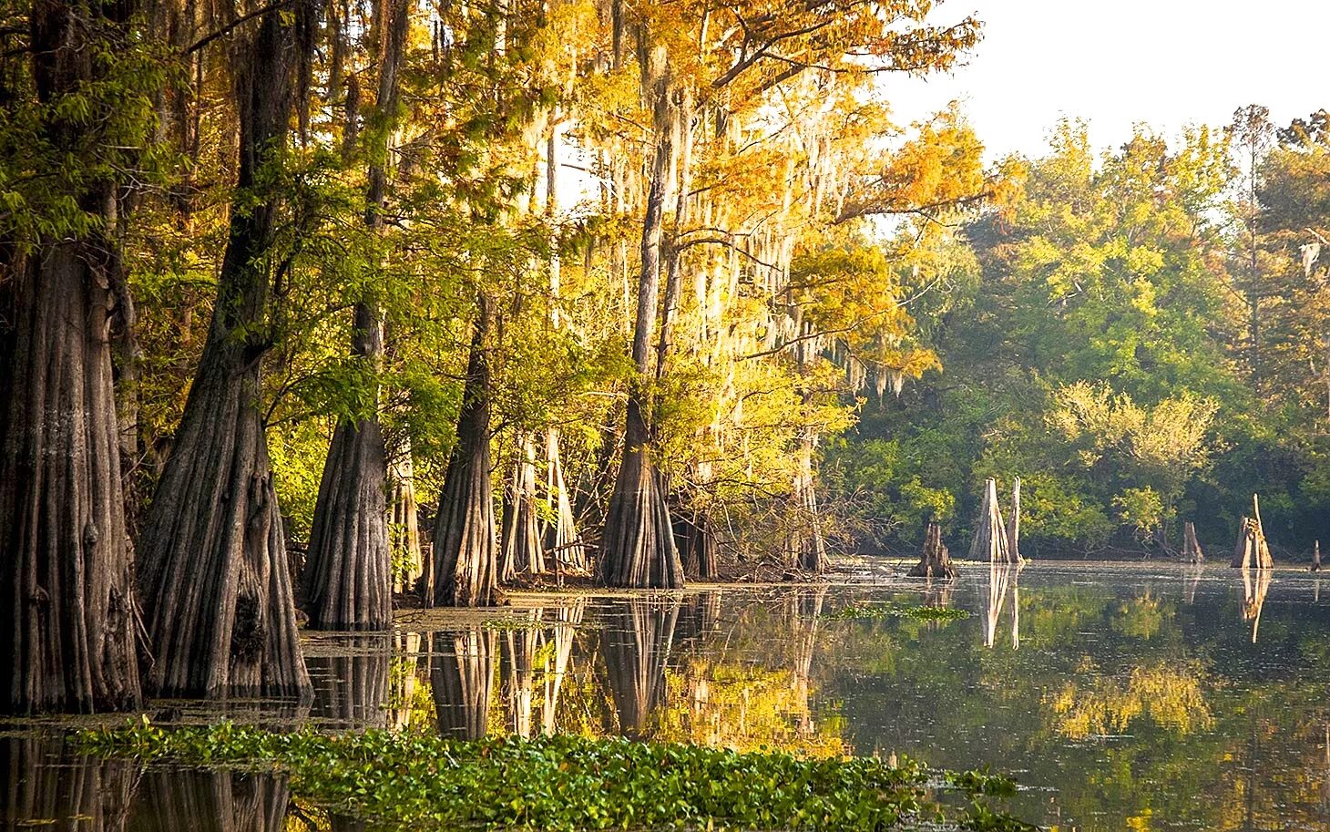 La natural. Штат Луизиана природа. Новый Орлеан штат Луизиана природа. Штат Миссисипи природа. Луизиана климат.