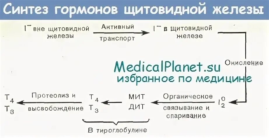 Гормоны щитовидной железы биохимия презентация