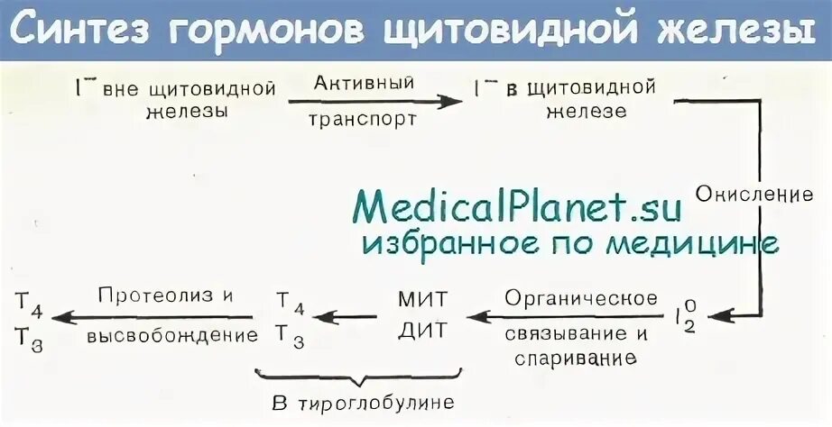 Использование йода для синтеза гормонов. Этапы синтеза гормонов щитовидной железы. Синтез тиреоидных гормонов щитовидной железы схема. Схему этапов синтеза йодсодержащих гормонов щитовидной железы.. Гормоны щитовидной железы этапы биосинтеза.