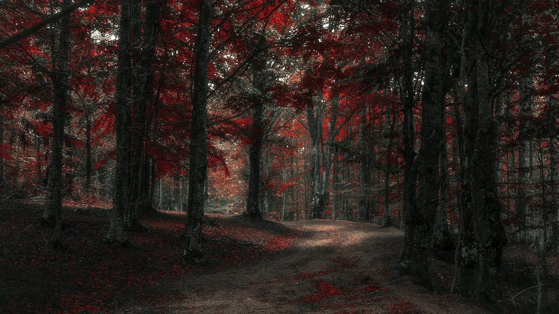 Fallen forest