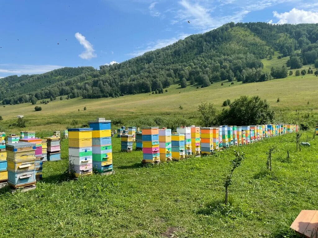 Пасека 13 чемал. Алтай пасека бирюзовая катунь. Медом в ухо бирюзовая катунь. Медом в ухо бирюзовая катунь. Пасека 13 горный алтай.