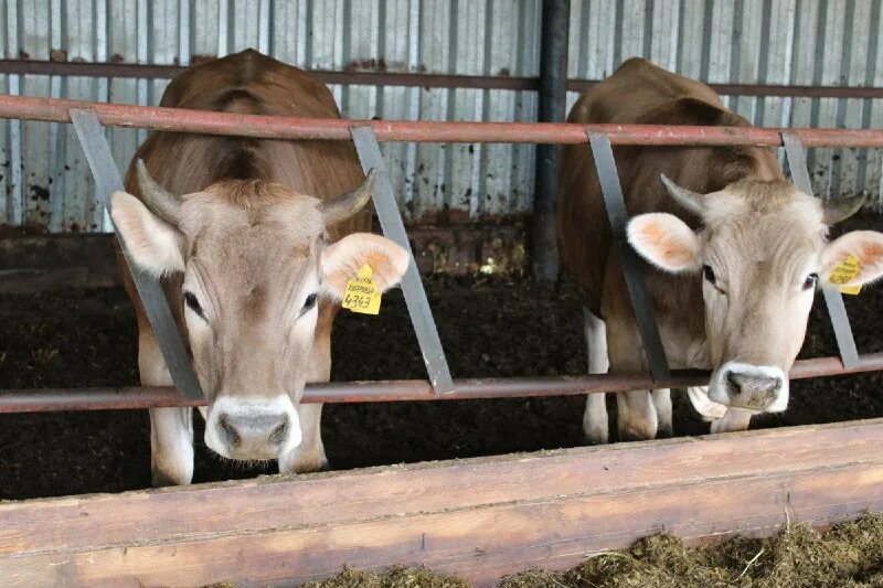 карантин крупный рогатый скот. нодулярный дерматит крс фото. карантин коров. нодулярный дерматит крупного рогатого фото. бригада на ферме.