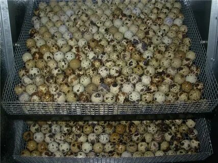 Перепелиные инкубаторы