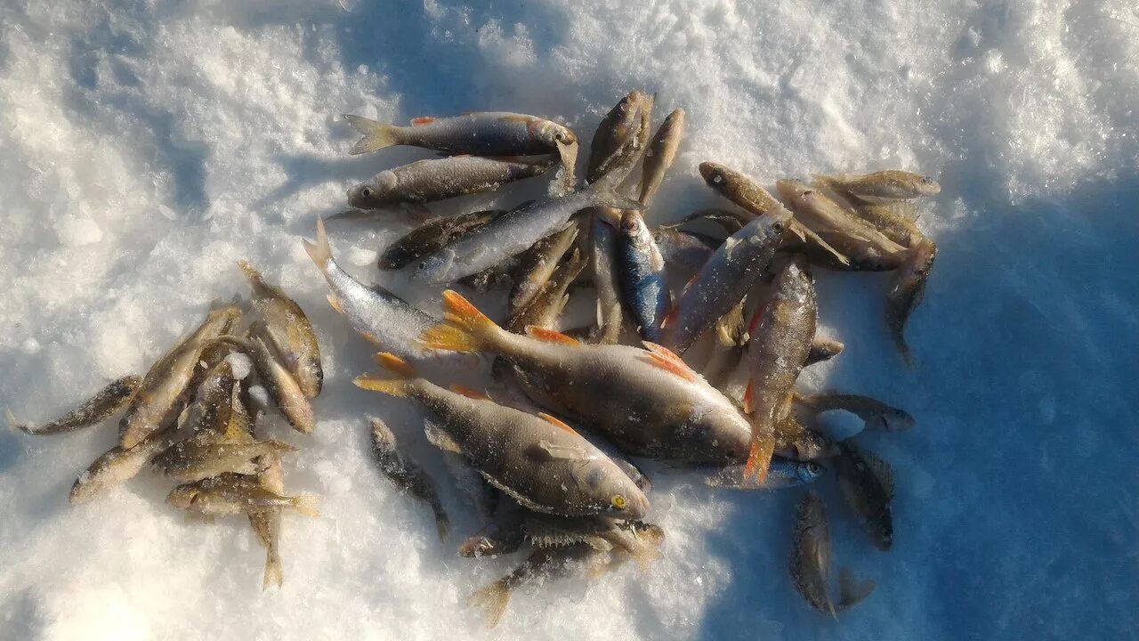 Последние отчеты с водоемов. Налим зимой ночью. Нижнее гурово пруд звездочка. Нижнее гурово пруд. Много окуней фото.