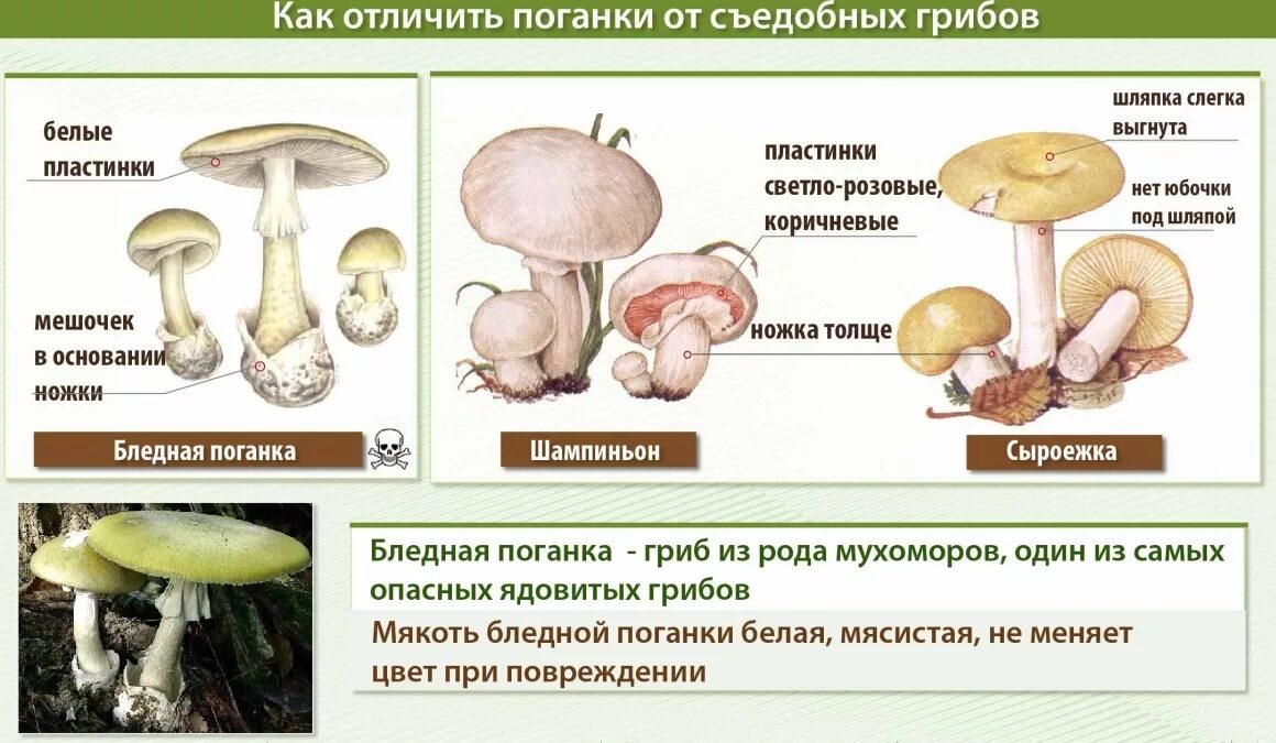 Основные признаки ядовитых грибов. Бледная поганка гриб и шампиньон отличия. Ложный шампиньон бледная поганка. Бледная поганка гриб и шампиньон. Бледная поганка похожа на шампиньон.