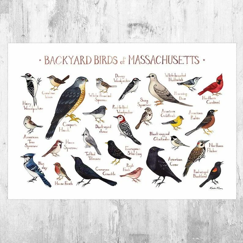 Постеры с птичками. Плакат Birds (птицы). Яркие птички плакат.