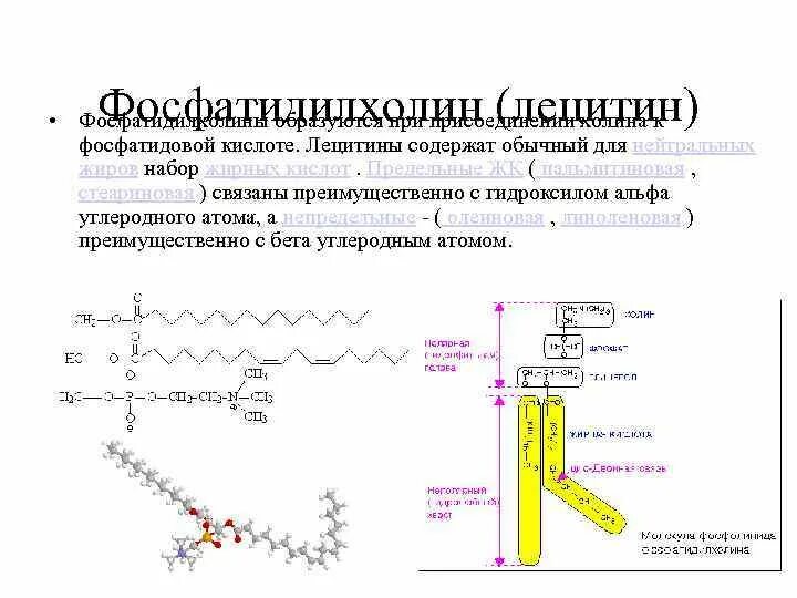 Фосфатидилхолин это. Фосфатидилхолин функции. Лецитин фосфатидилхолин. Лецитин биохимия. Лецитин строение и роль.